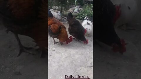 the rooster is picking rice