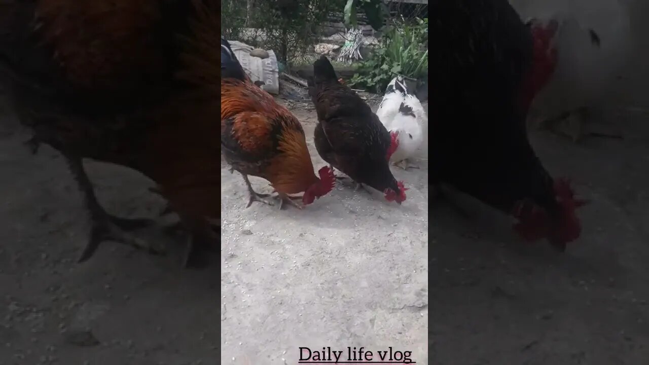 the rooster is picking rice