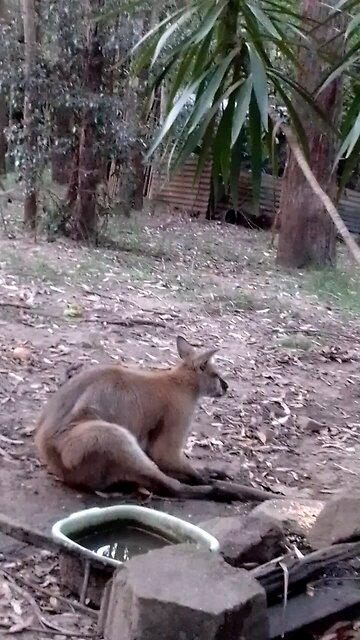 R U Chewing Your Cud Bruz?! 🦘🤔📻