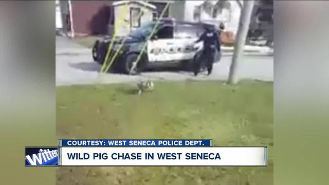 Pig on the run in West Seneca