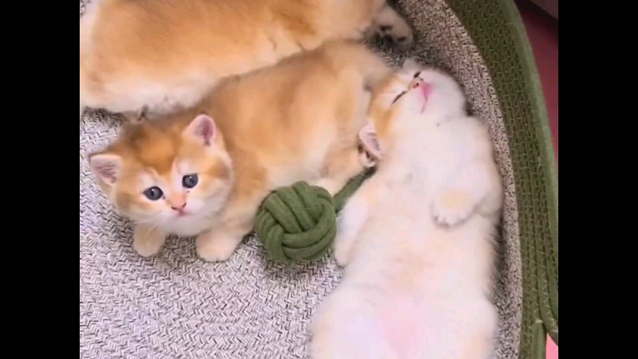 hilarious so beautiful kittens😻 trending video