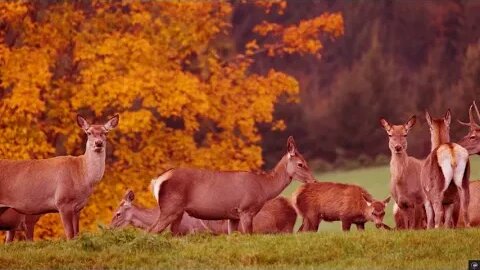 Autumn Nature Scenes🦅 Relaxing Piano Music for Stress# Relief🍂🍁🍄