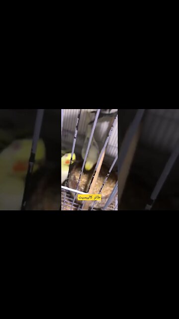 طائر كاليبسيت لاتينو روعة