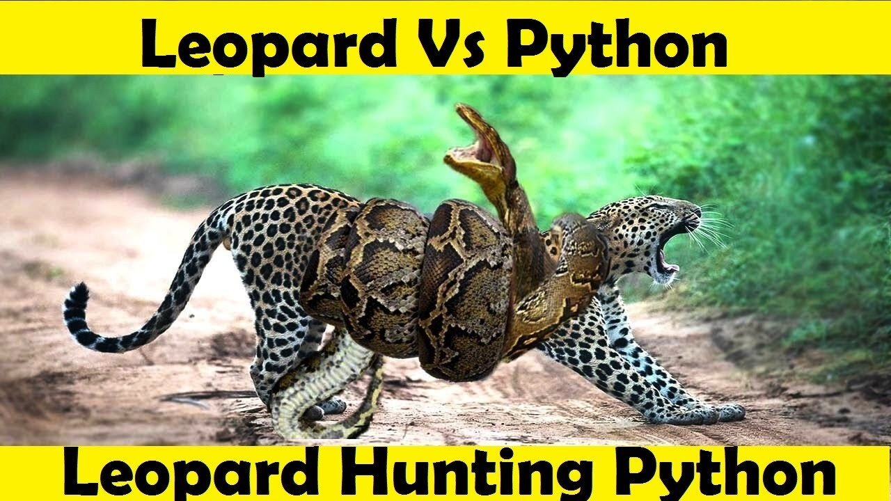 Leopard Hunting Python. Leopard Fight Python. (Tutorial Video)