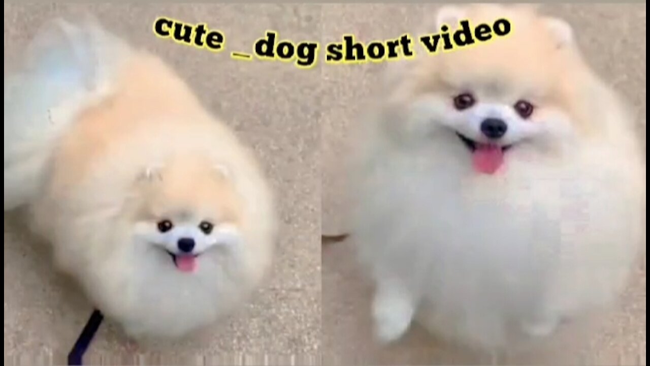 cute _dog short video_ cute puppy shorts_ _short _shortvideo _firstshortvideo(720P_HD)