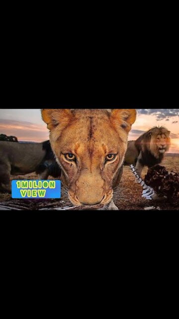 New Jungle Love Animal with lion