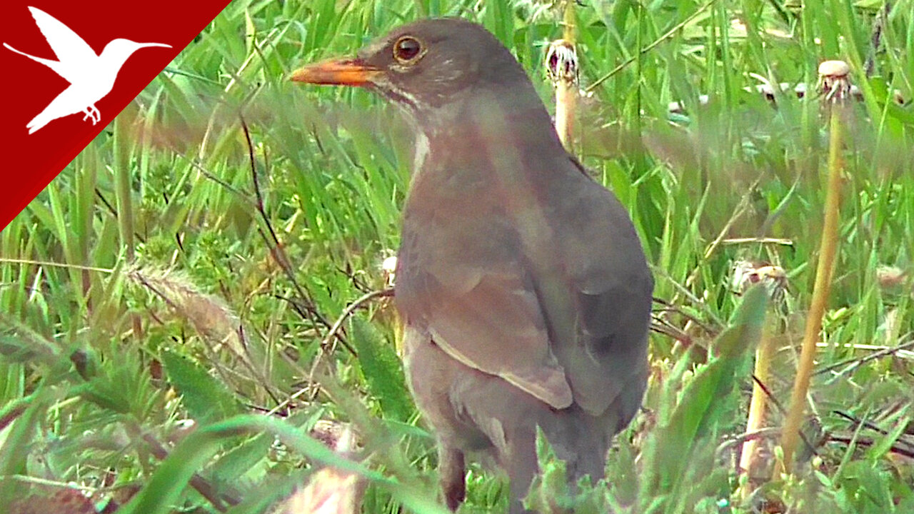 Turdus merula - Blackbird - Female