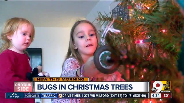 There might be something living in your Christmas tree