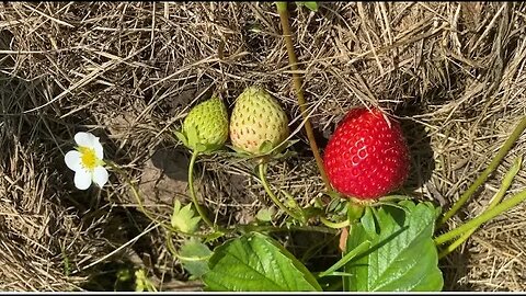 Preparing Strawberry Plants For Next Years Crop