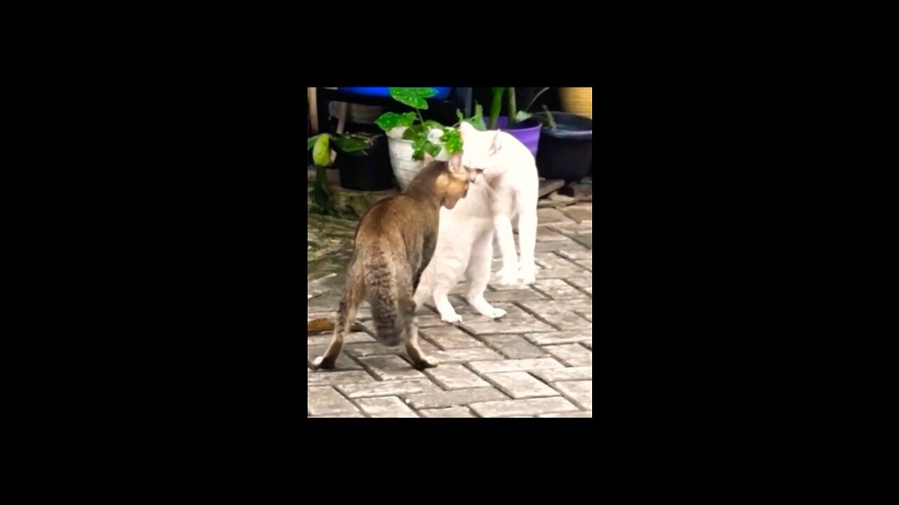 Funny moment Animal perfect time capture video 🤣