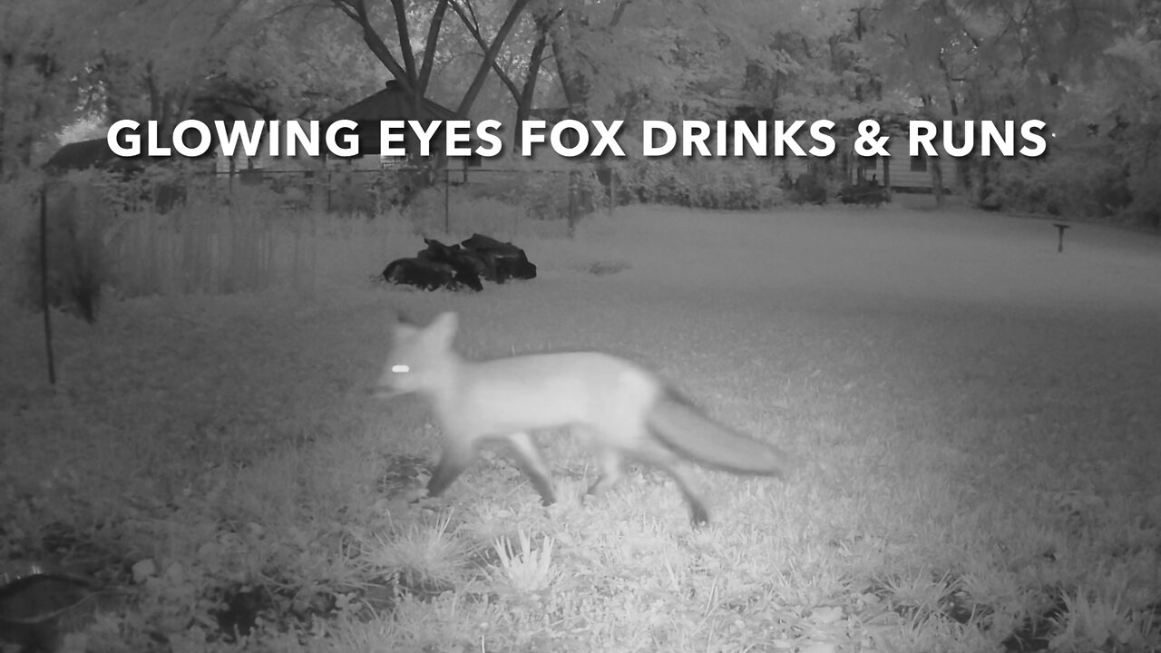 Glowing Eyes Fox Drinks & Runs