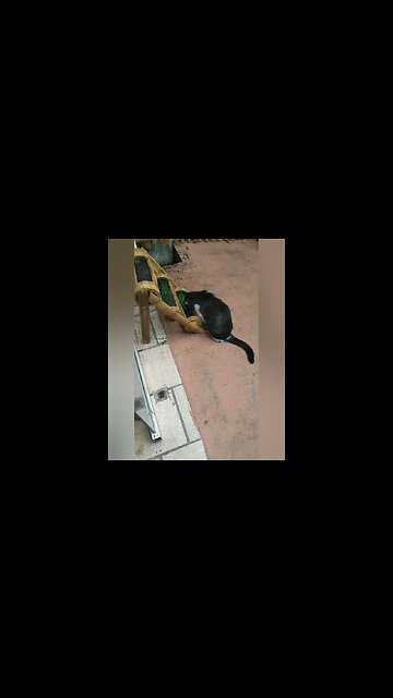 grama para gatos #shorts