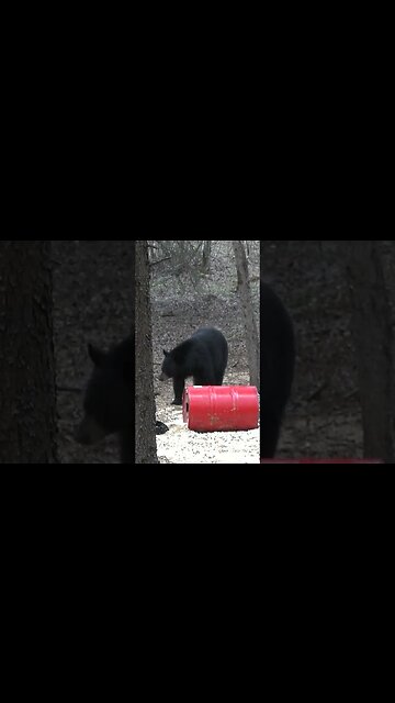 Huge Black Bear in Canada #bear #bearhunting #biology #hunting #shorts