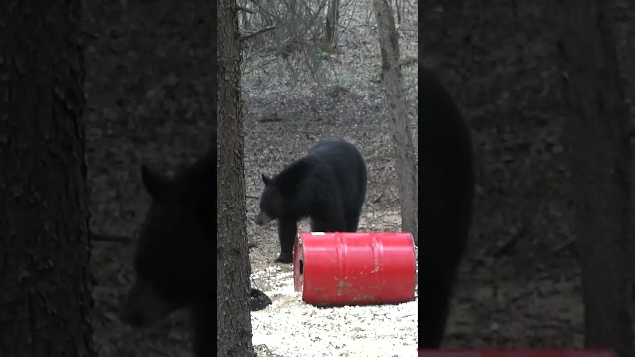 Huge Black Bear in Canada #bear #bearhunting #biology #hunting #shorts