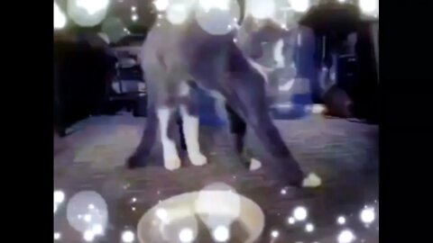 Kimchi Cola (Nu Traq).... 20220720 😼