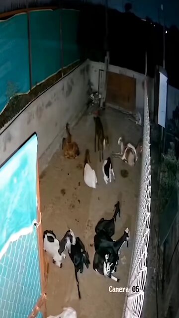 Security footage indicated that a tiger had attacked a group of goats.😱