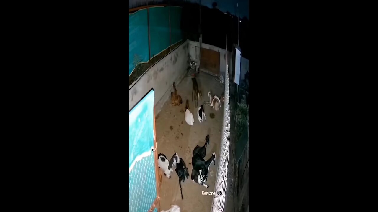 Security footage indicated that a tiger had attacked a group of goats.😱