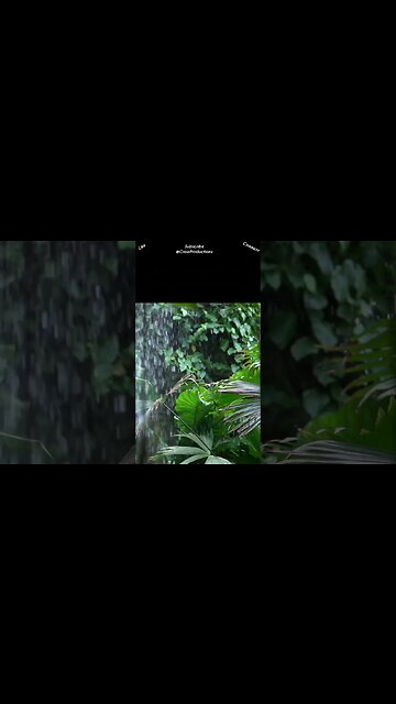 🌍 The Amazon rainforest