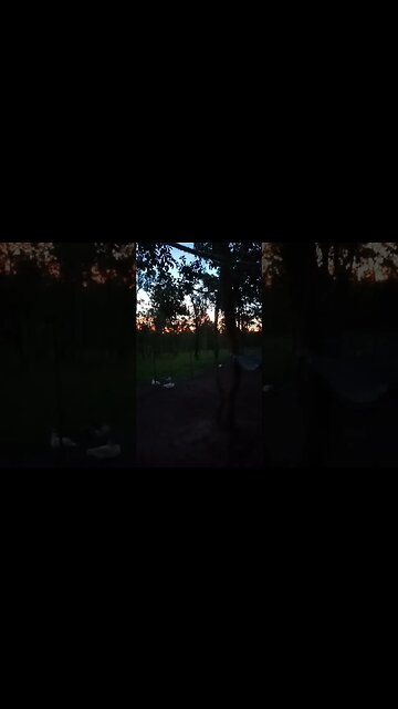 Sunset through the trees