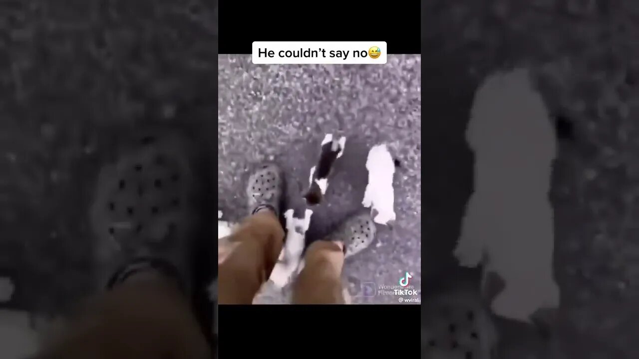 #shorts #viral #funny #funnyvideos #cat #comedy (1)