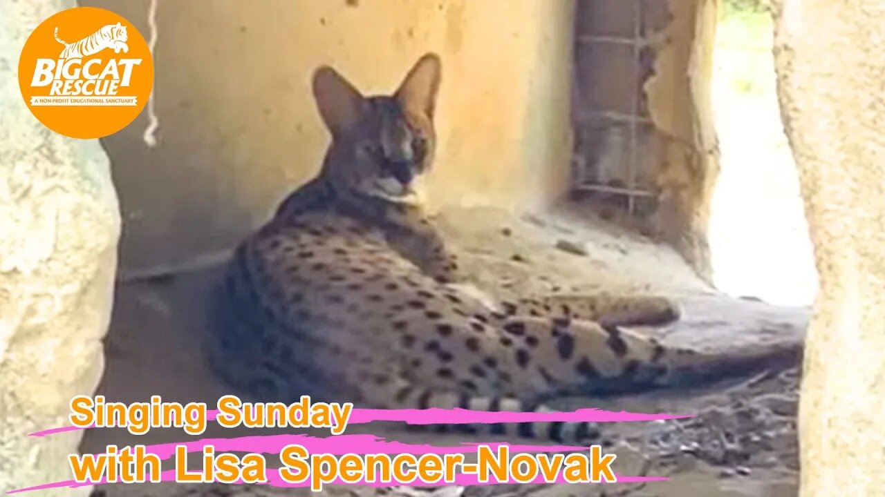 It’s Singing Sunday with Lisa Spencer-Novak and Carole Baskin at BigCatRescue.org 07 09 2023