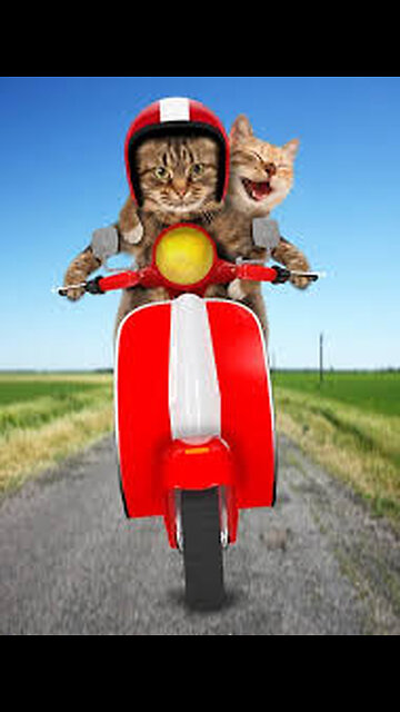 Funny animals | cats