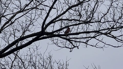 Male Cardinal one tone