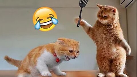 Best Funny Animal Videos of the year (2023), funniest animals ever. relax with cute animals video