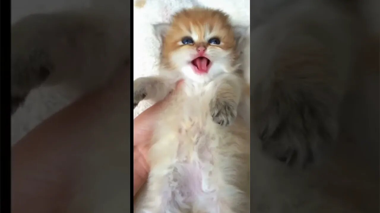 Cute Kitten Adventures