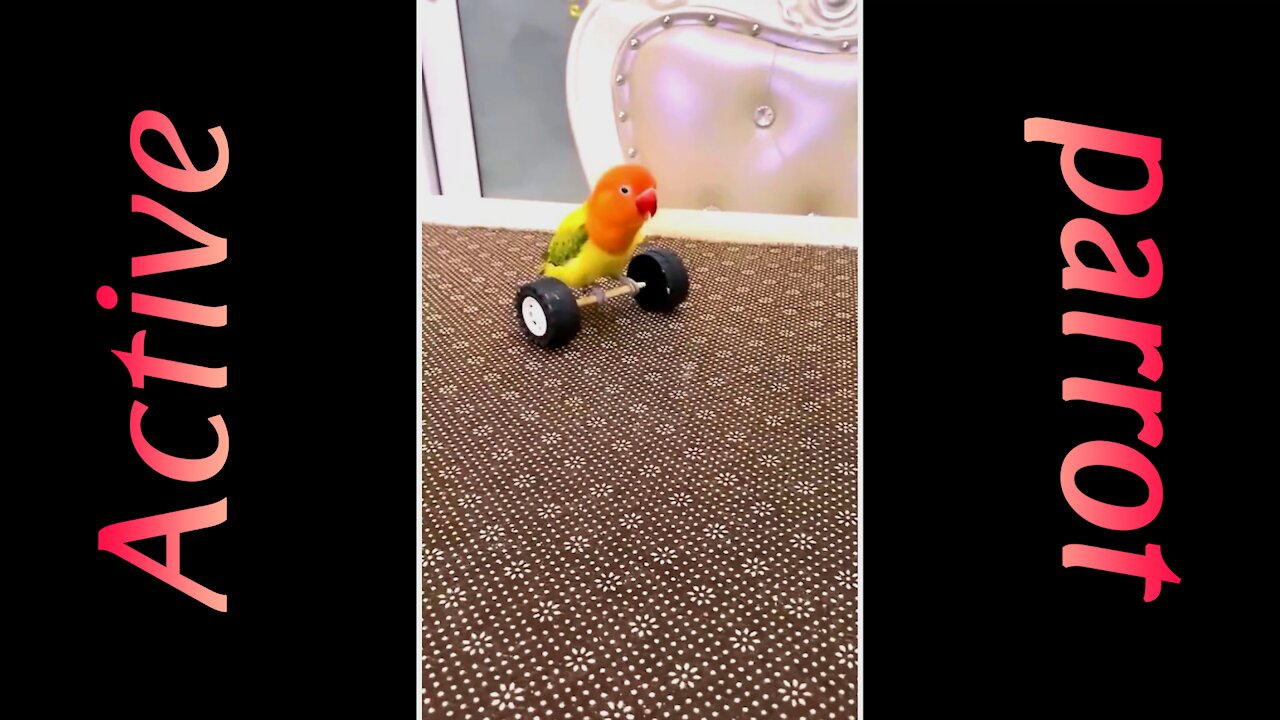 Active parrot 🦜