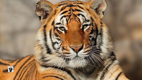 Discover The Enchanting World Of Tigers! Magnificent and powerful!