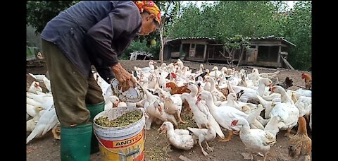 Vietnamese woman farmer