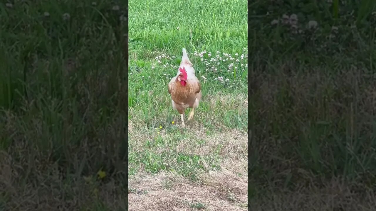 Regretting the years we didn’t let our chickens free range. They’re so much happier now. 😀 #Shorts