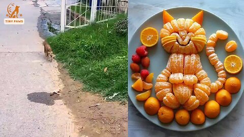 Compassion pour les animaux de compagnie ♥️🐱😲