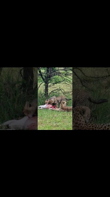 Gazelle Meal For Cheetah Cubs #shorts | #ShortsAfrica