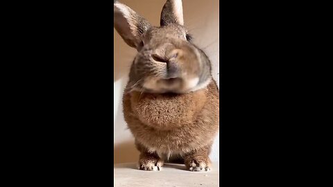 cute funny animals