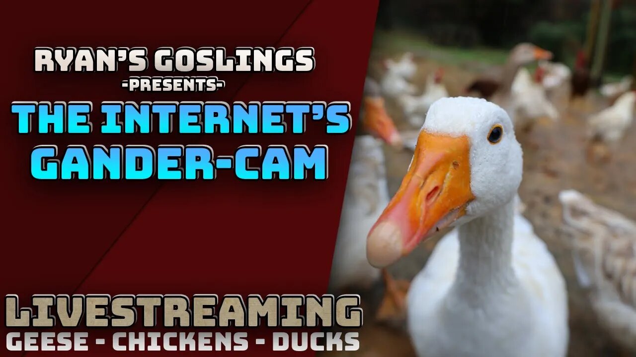 The Internet's Gander, Duck and Chicken Cam! Live 24/7!