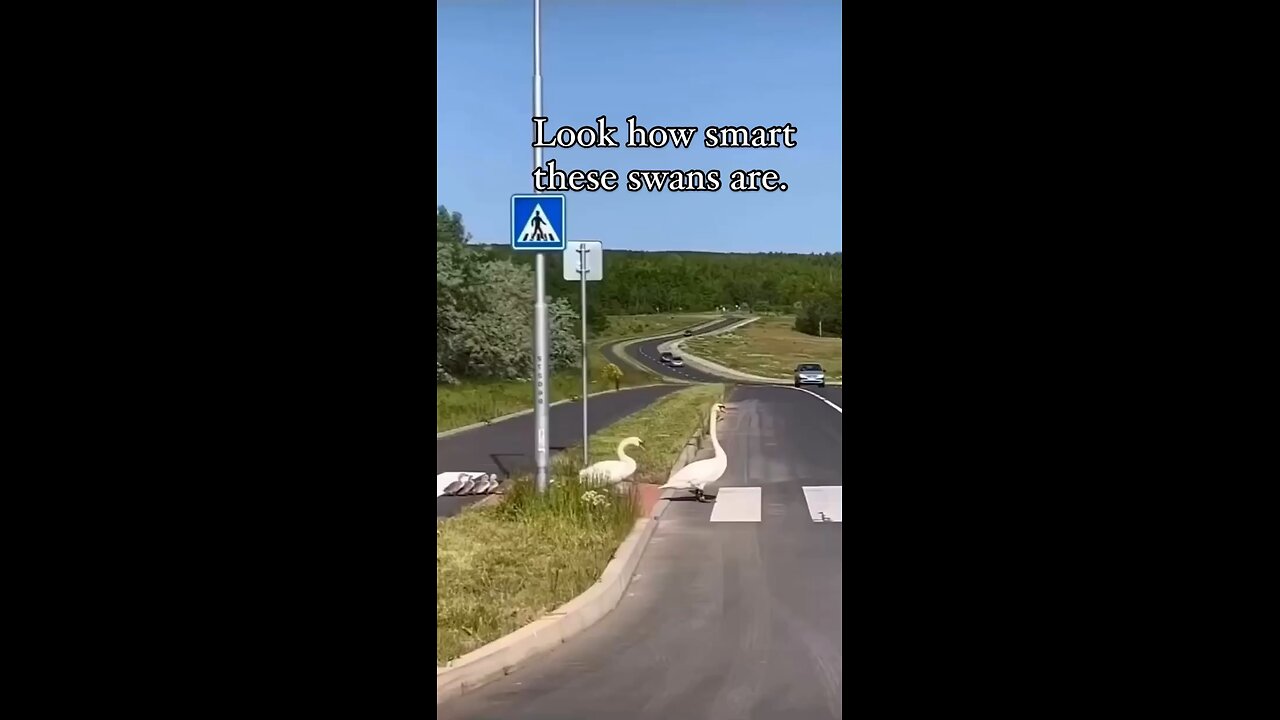 #Swans are Smart.