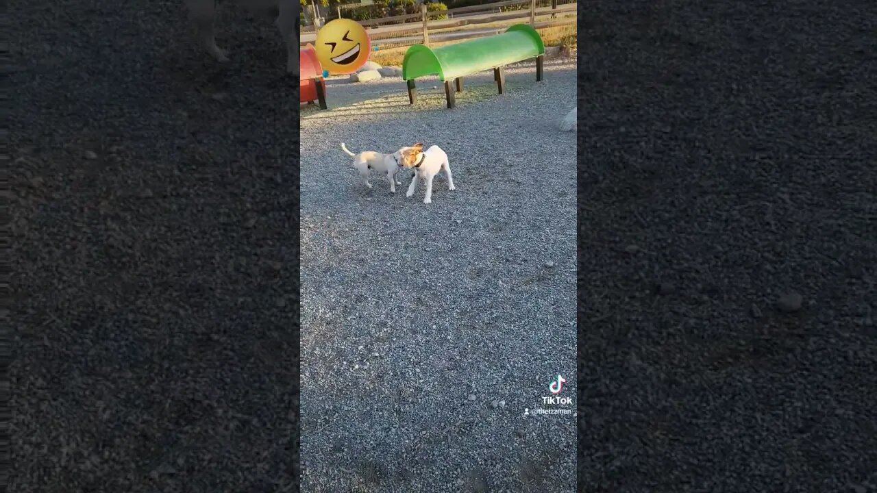 Walter's a silly boy at the dog park #jackrussellterrier #jackrussell