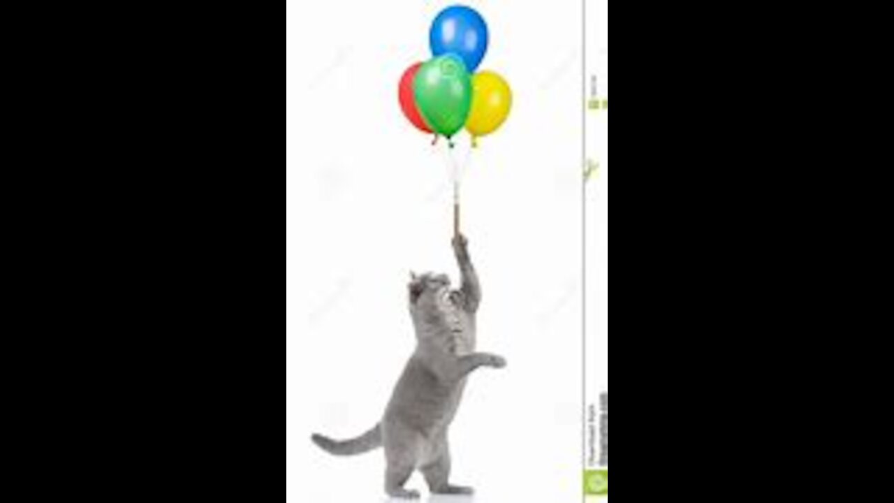 Cat Reaction to Playing Balloon - Funny Cat Balloon Reaction Compilation Funniest Animals 2021