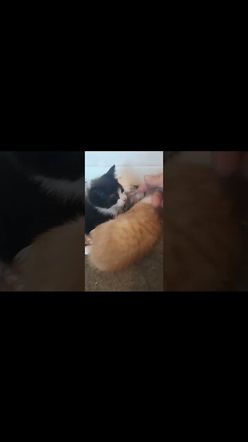 Kitties Napping In The Cool Of The Day.