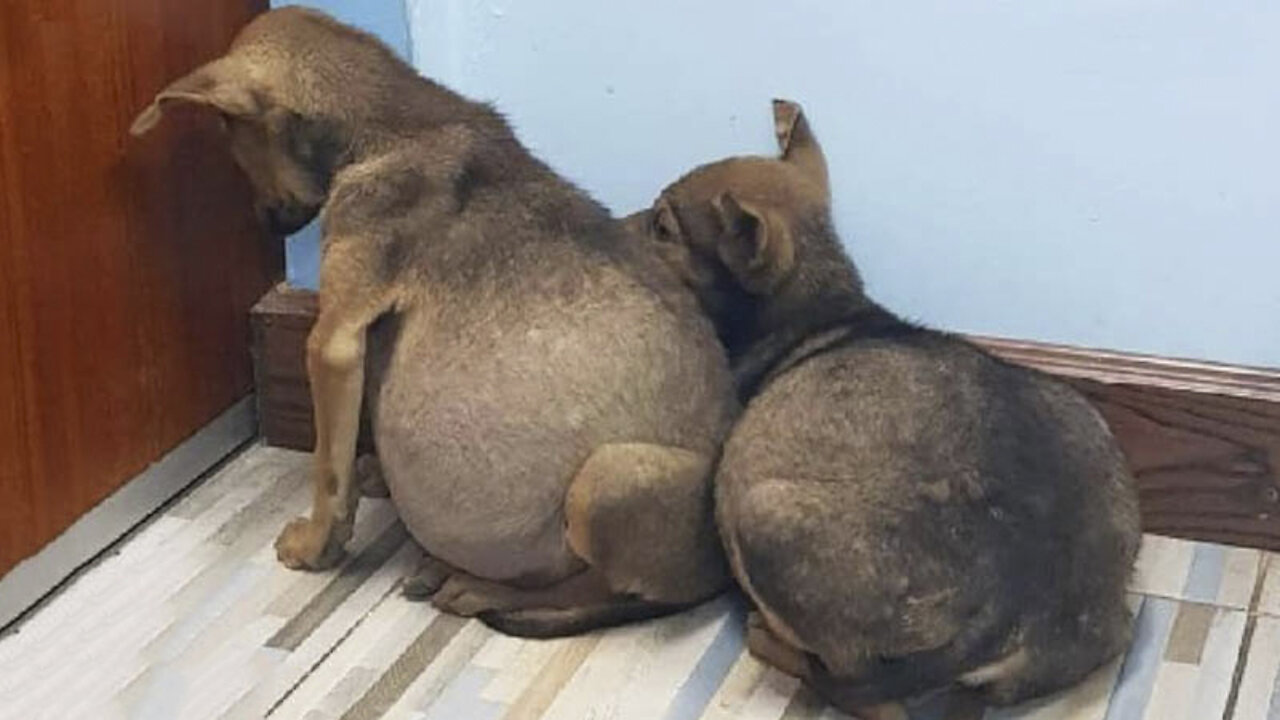 Two Stray Puppies Suffer from Tons of Fluids in Their Belly