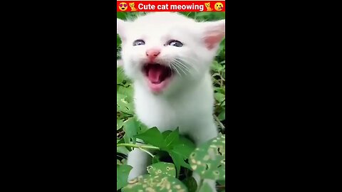 cut cat butiphul cat 😍😍