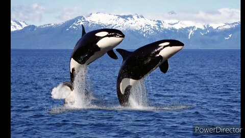 Whale Songs Meditation Nature Sounds