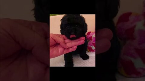 Funniest Cat and Dog Videos Compilation