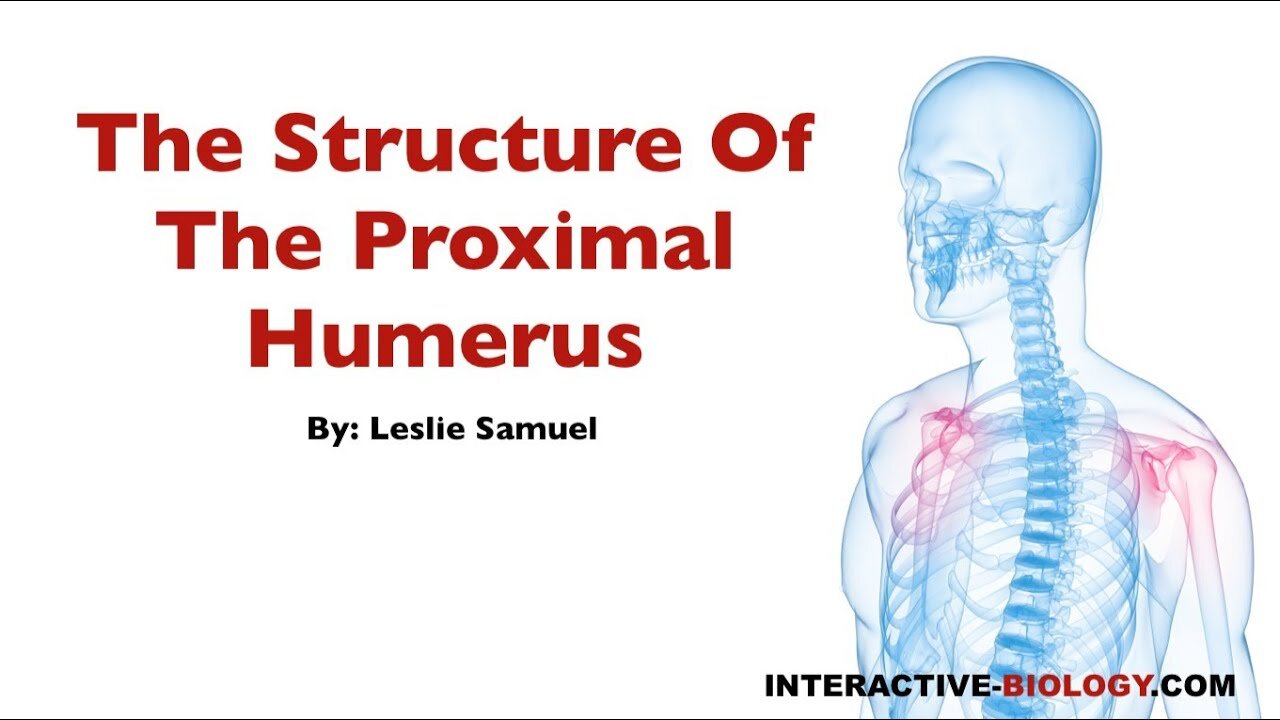 076 The Structure Of The Proximal Humerus