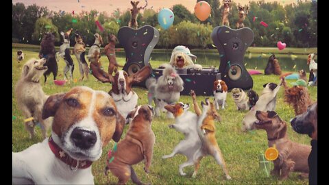 Watch 5 of the best WKC Dog Show moments to celebrate National Puppy Day