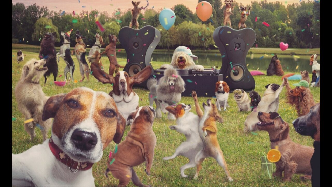 Watch 5 of the best WKC Dog Show moments to celebrate National Puppy Day