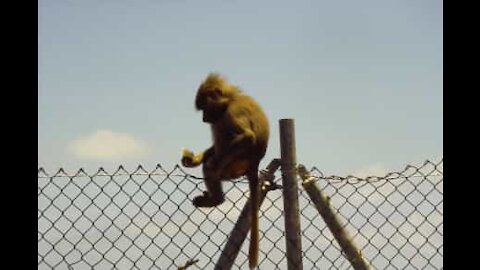 Un babouin fugitif s'adonne au parkour en Afrique du Sud!