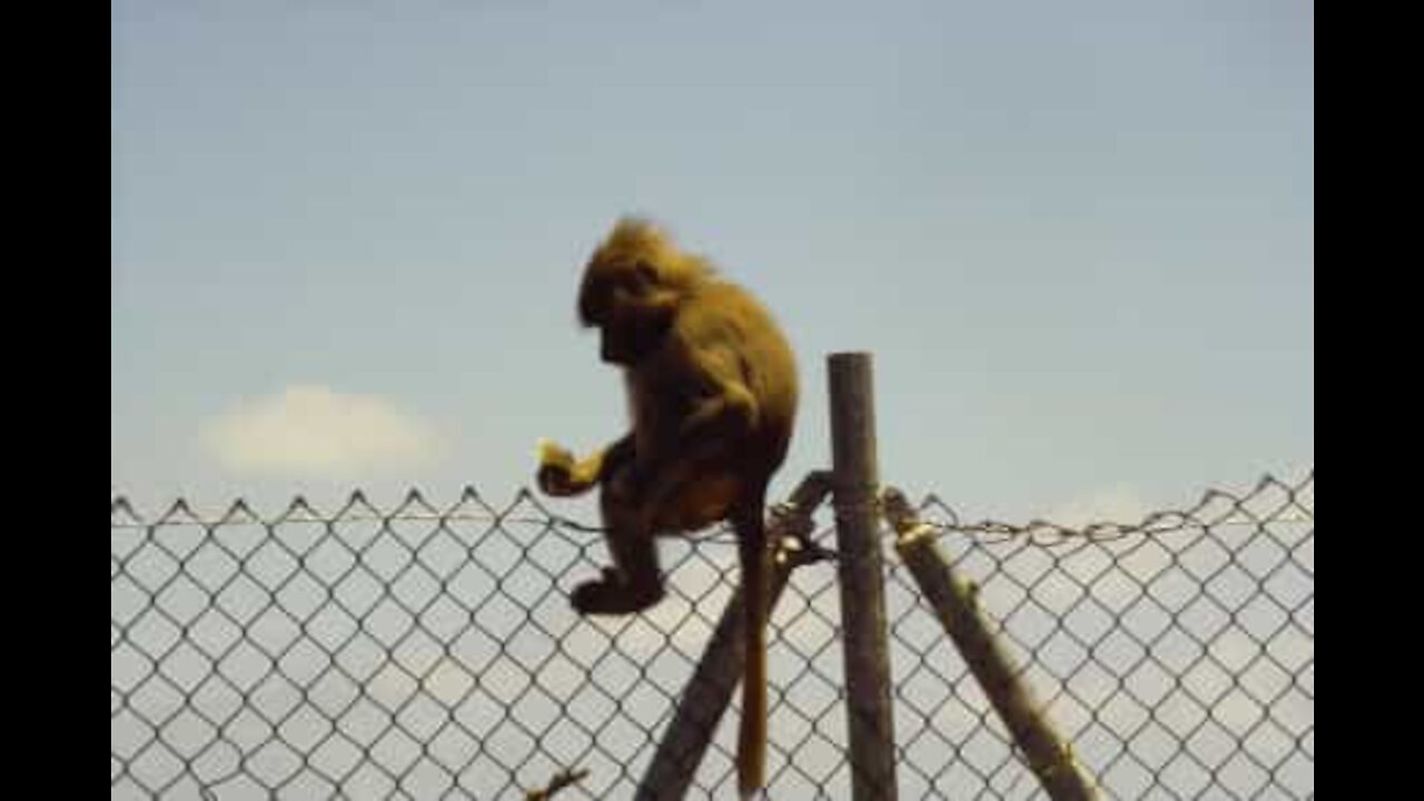 Un babouin fugitif s'adonne au parkour en Afrique du Sud!